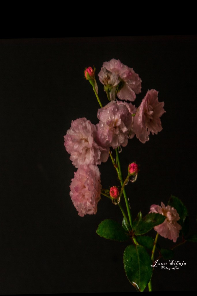 Foto de Alajuela, Costa Rica