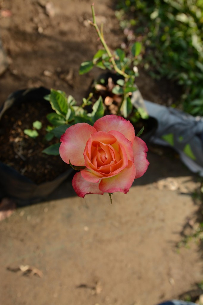 Foto de Alajuela, Costa Rica