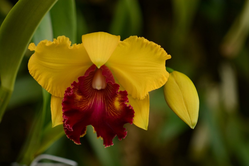 Foto de Alajuela, Costa Rica