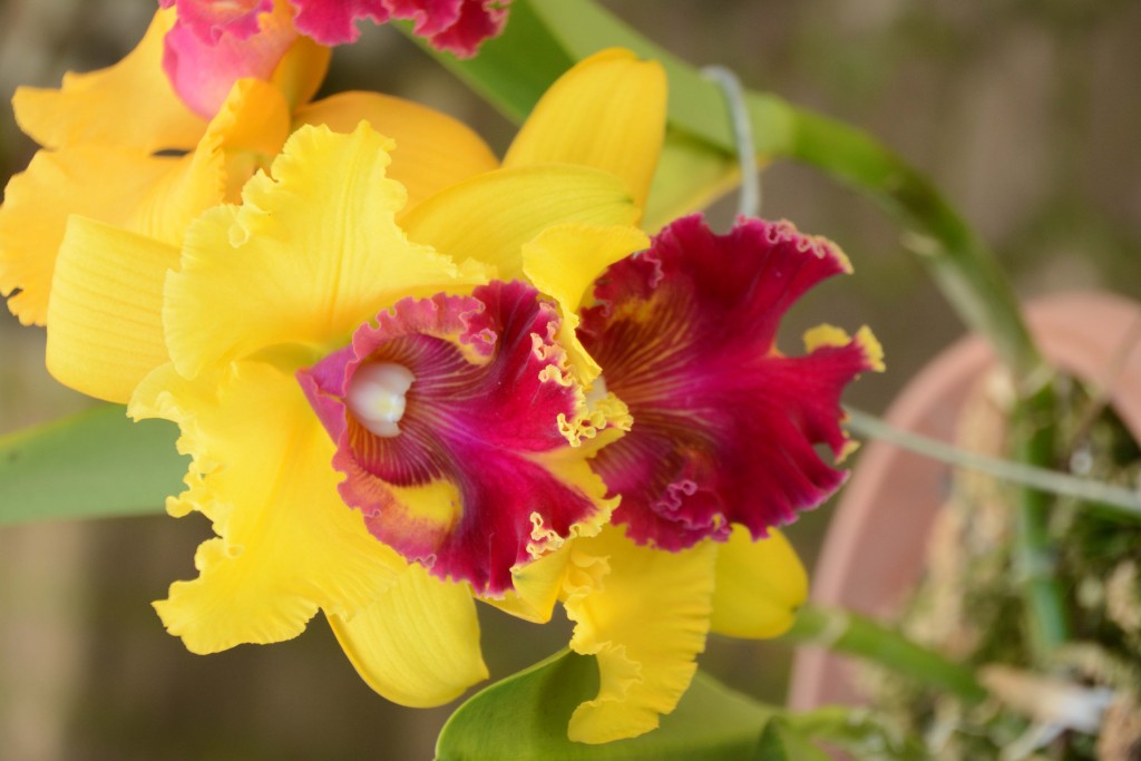 Foto de Alajuela, Costa Rica