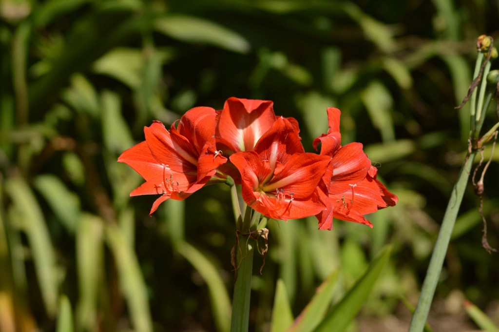 Foto de Alajuela, Costa Rica