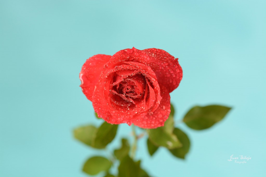 Foto de Alajuela, Costa Rica