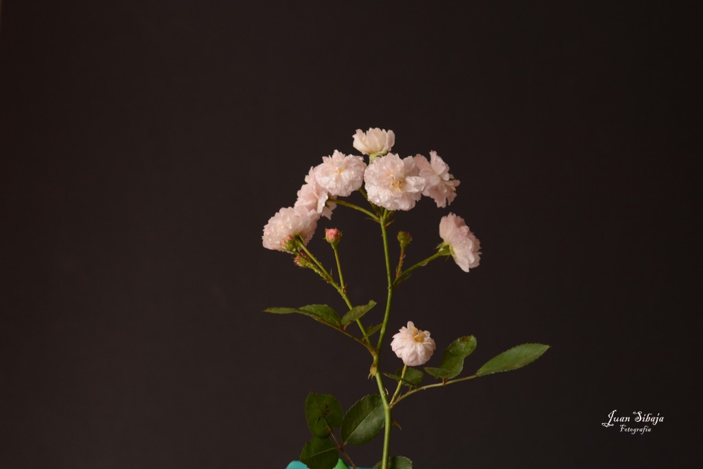 Foto de Alajuela, Costa Rica