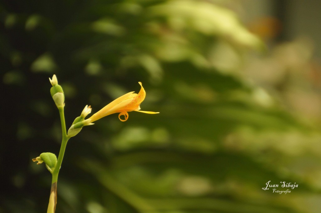Foto de Alajuela, Costa Rica