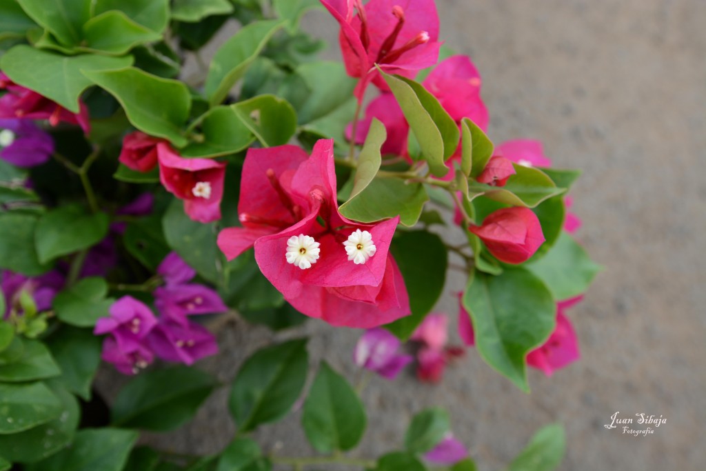 Foto de Alajuela, Costa Rica