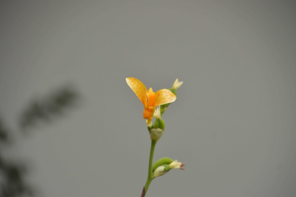 Foto de Alajuela, Costa Rica