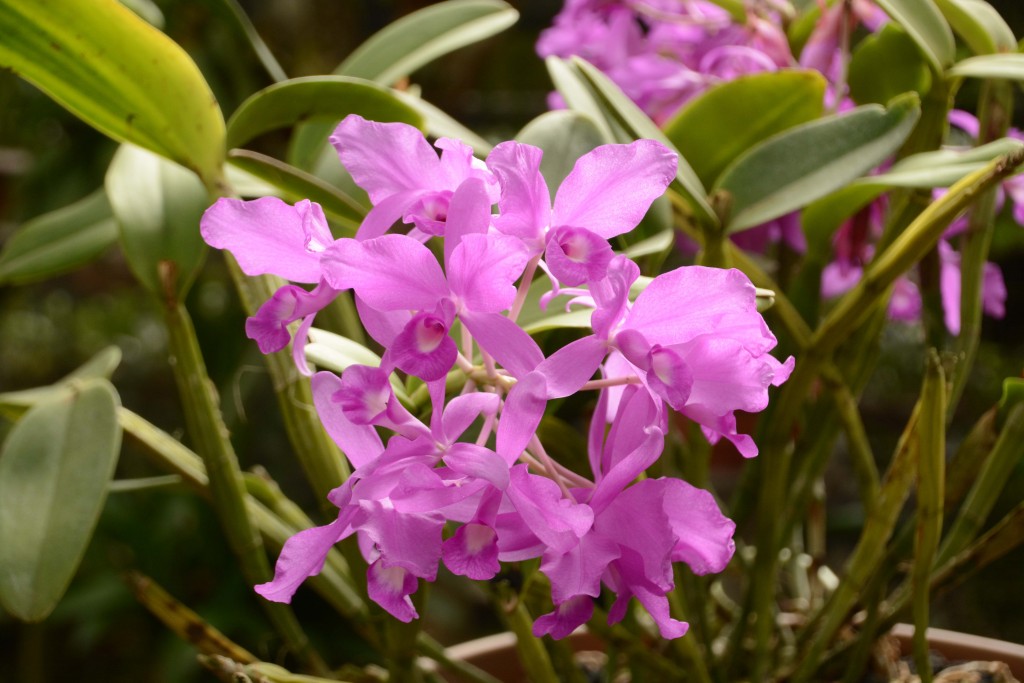 Foto de Alajuela, Costa Rica