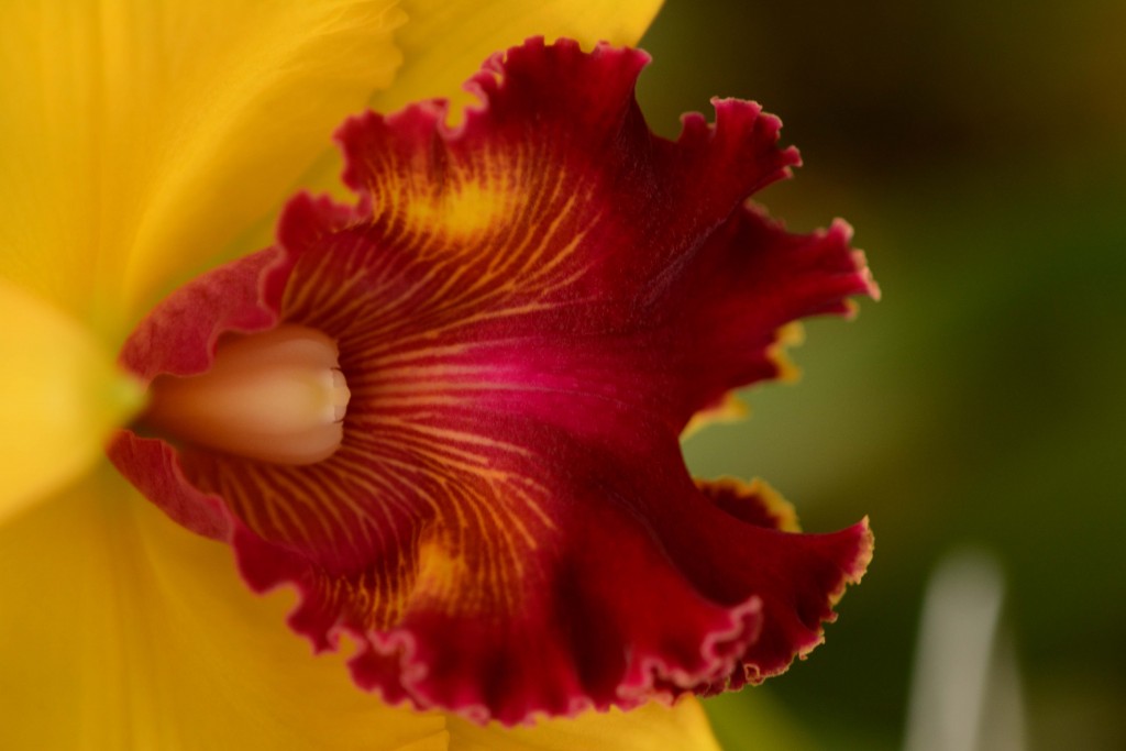 Foto de Alajuela, Costa Rica