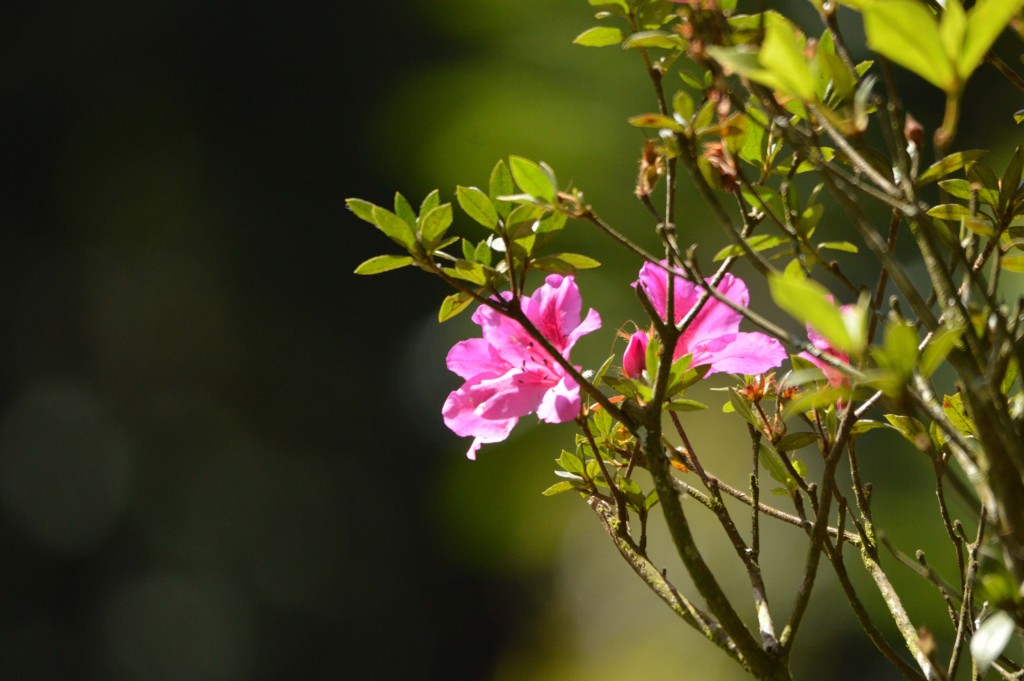 Foto de Alajuela, Costa Rica
