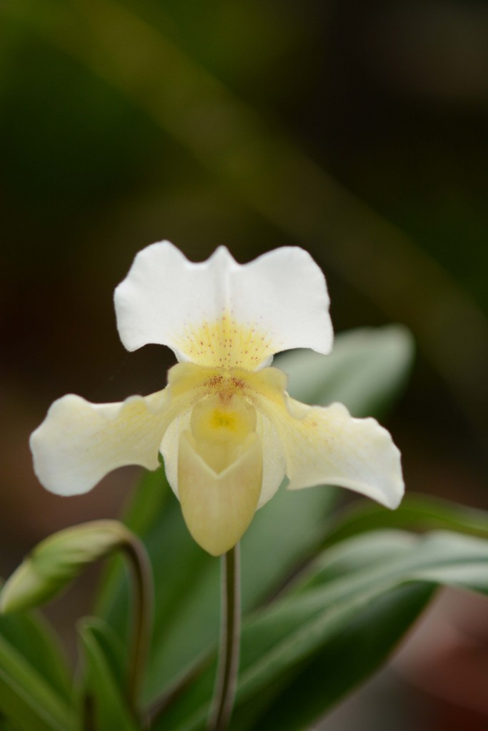 Foto de Alajuela, Costa Rica