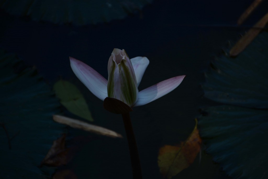 Foto de Alajuela, Costa Rica