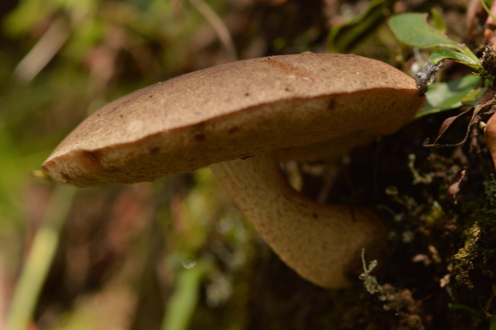 Foto de Alajuela, Costa Rica