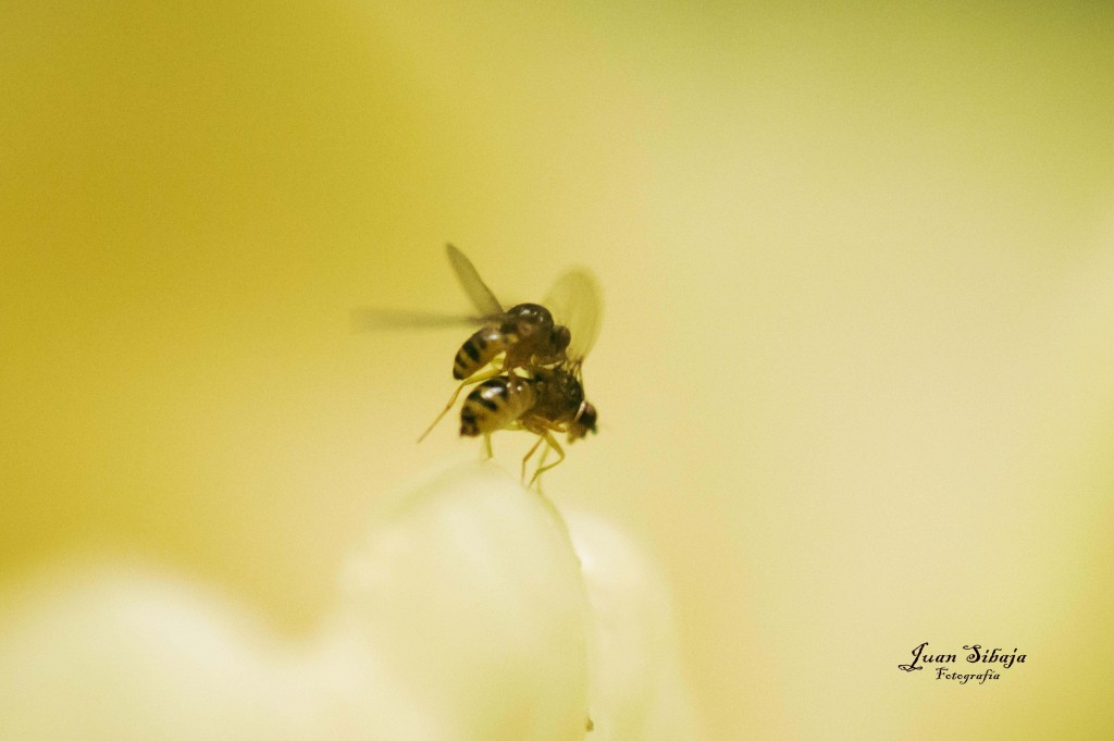 Foto de Alajuela, Costa Rica