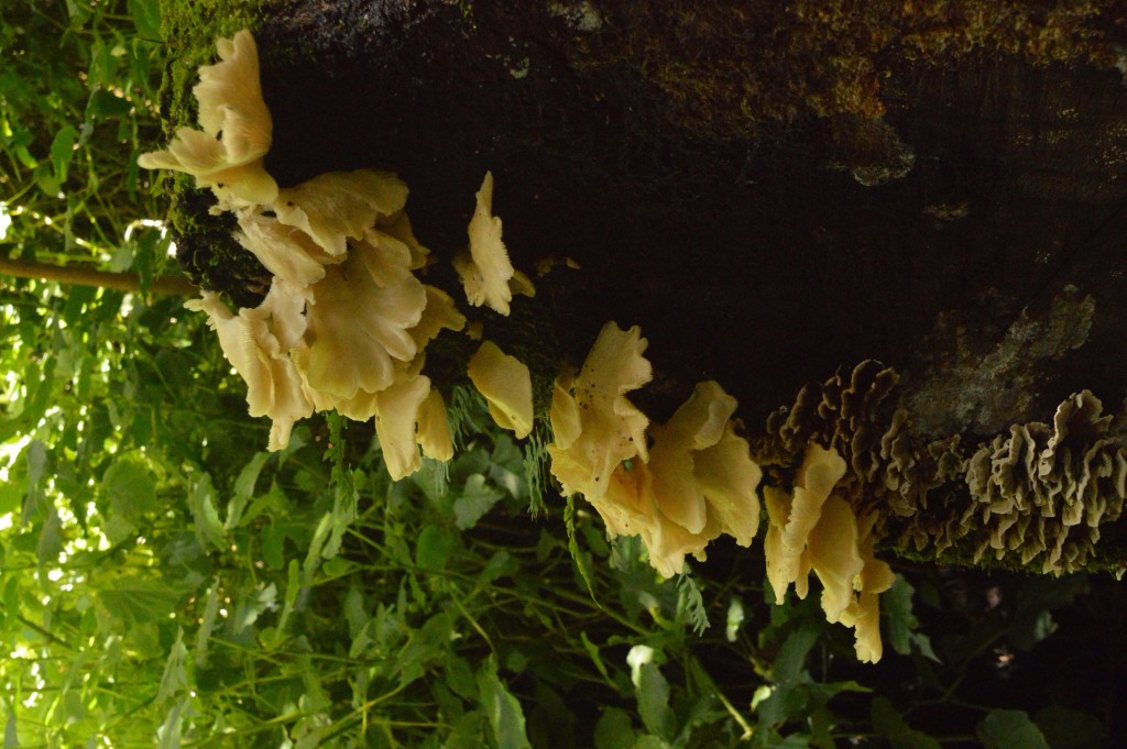 Foto de Alajuela, Costa Rica