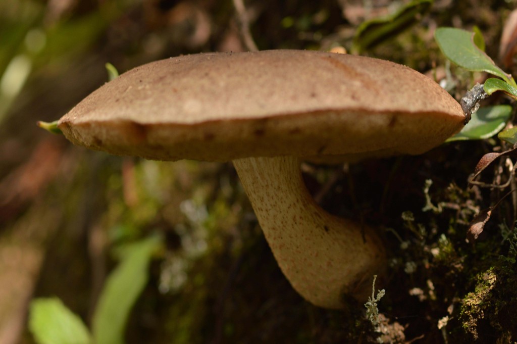 Foto de Alajuela, Costa Rica