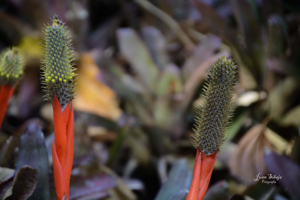 Foto de Alajuela, Costa Rica