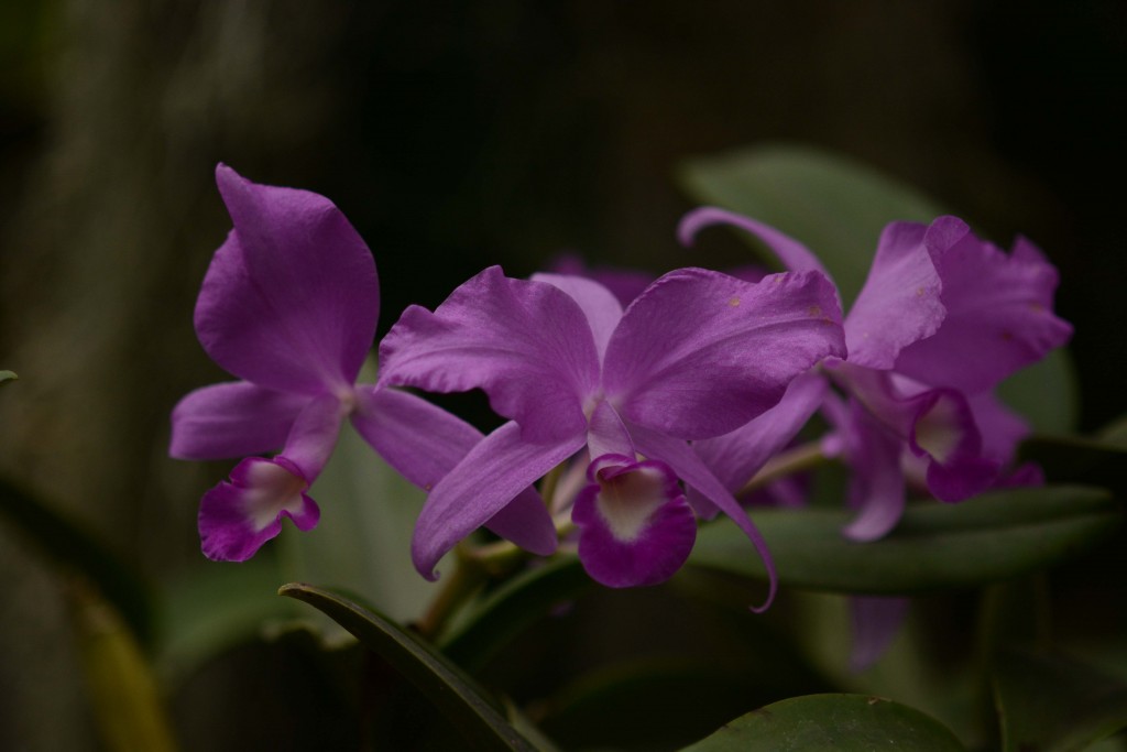 Foto de Alajuela, Costa Rica