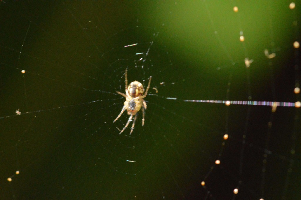Foto de Alajuela, Costa Rica