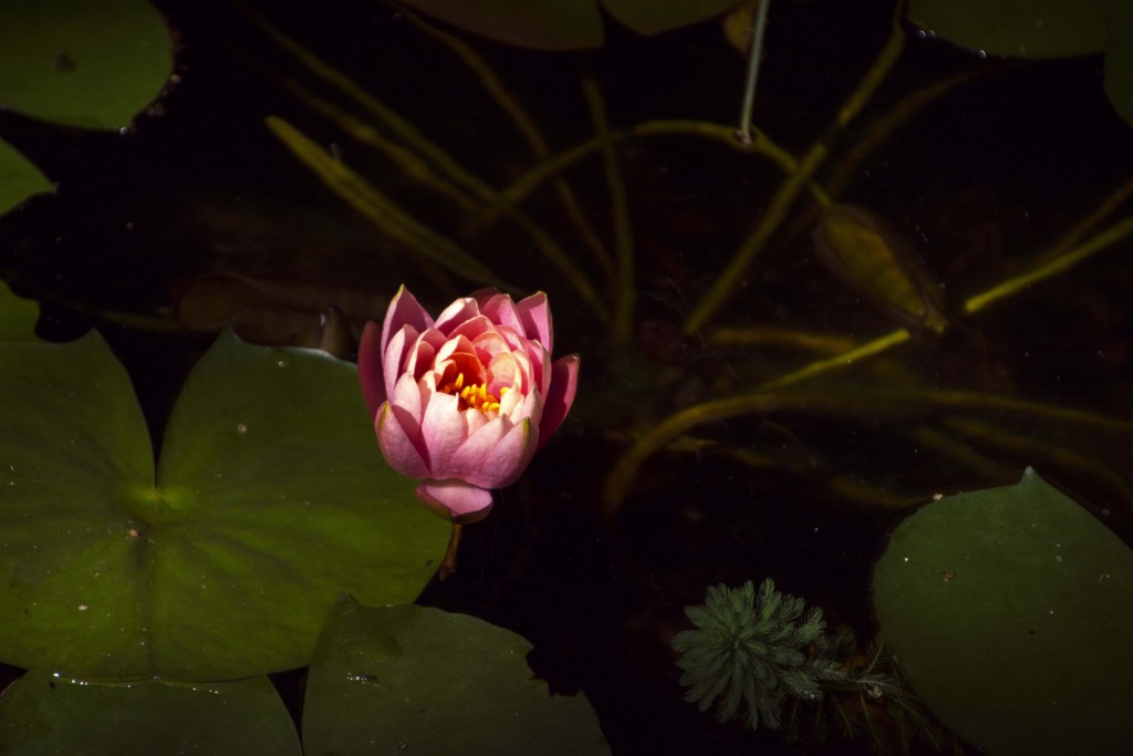 Foto de Alajuela, Costa Rica