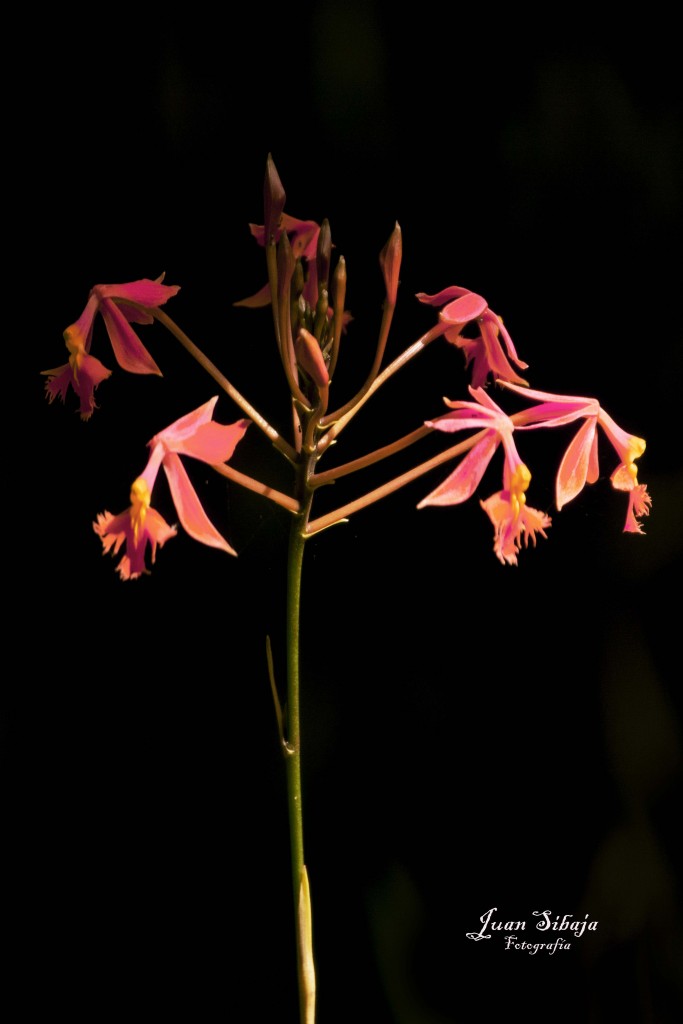 Foto de Alajuela, Costa Rica