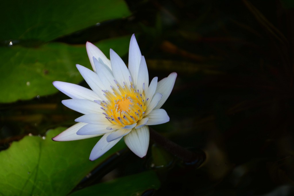 Foto de Alajuela, Costa Rica