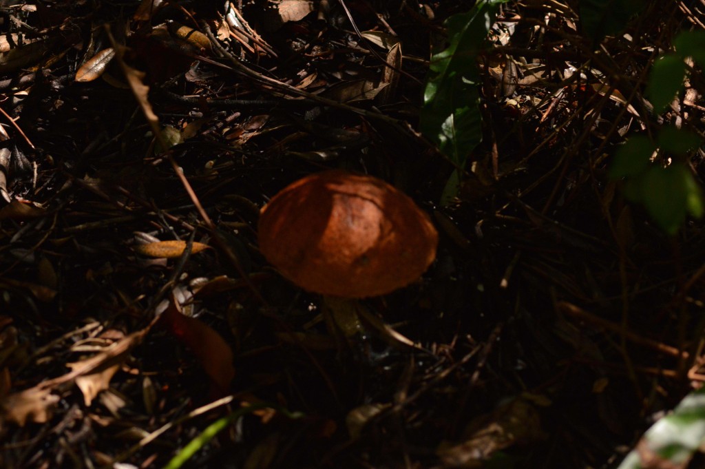 Foto de Alajuela, Costa Rica