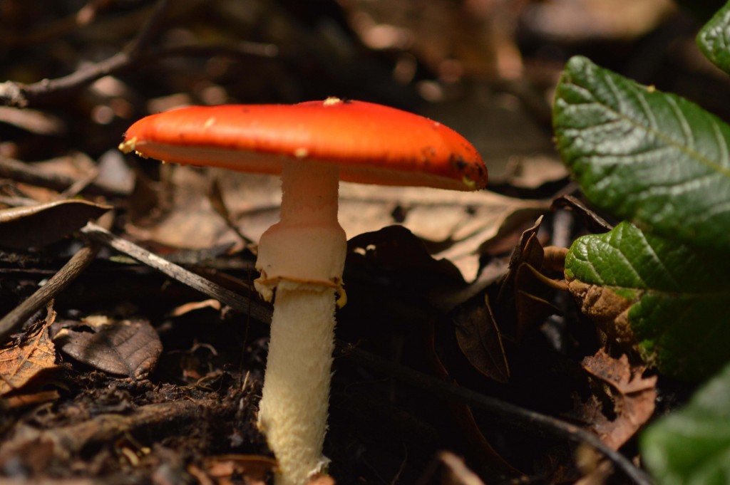 Foto de Alajuela, Costa Rica