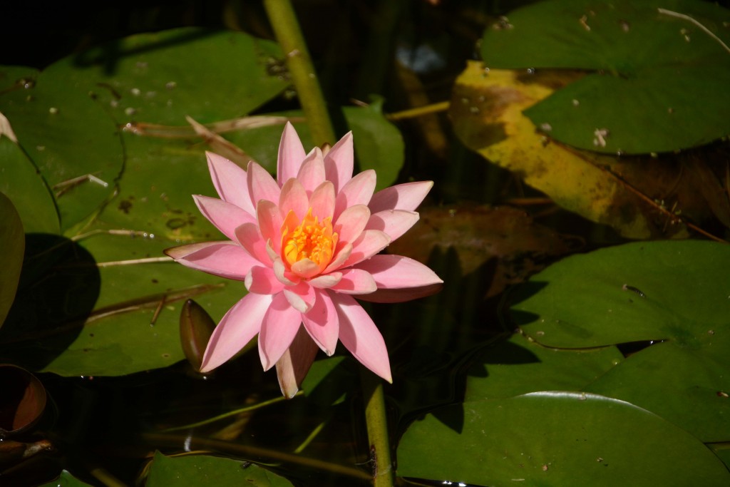 Foto de Alajuela, Costa Rica