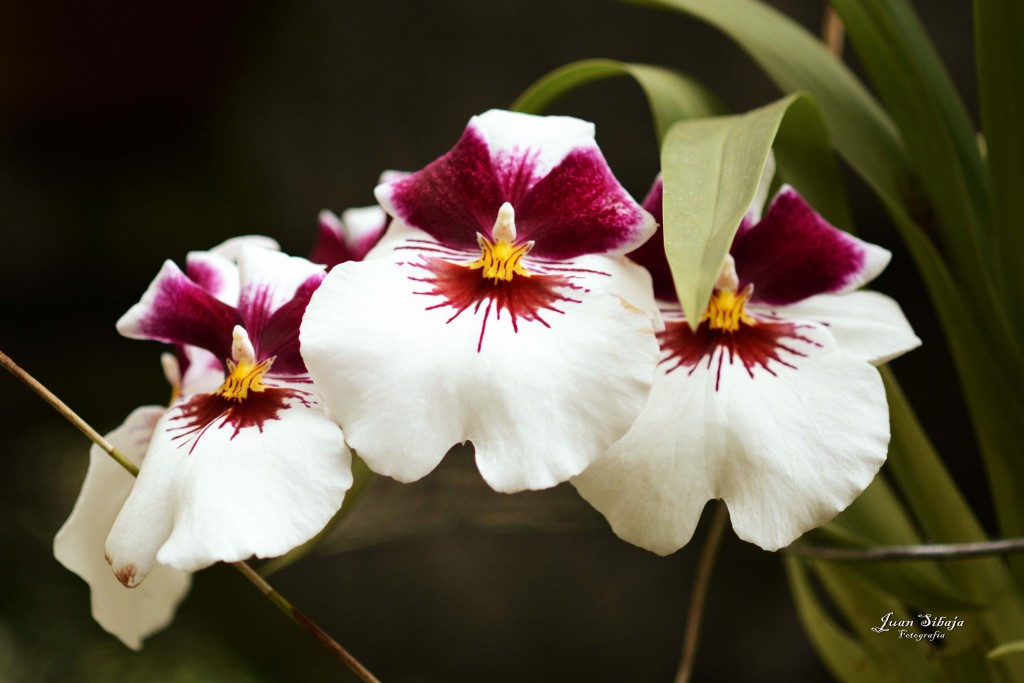 Foto de Alajuela, Costa Rica