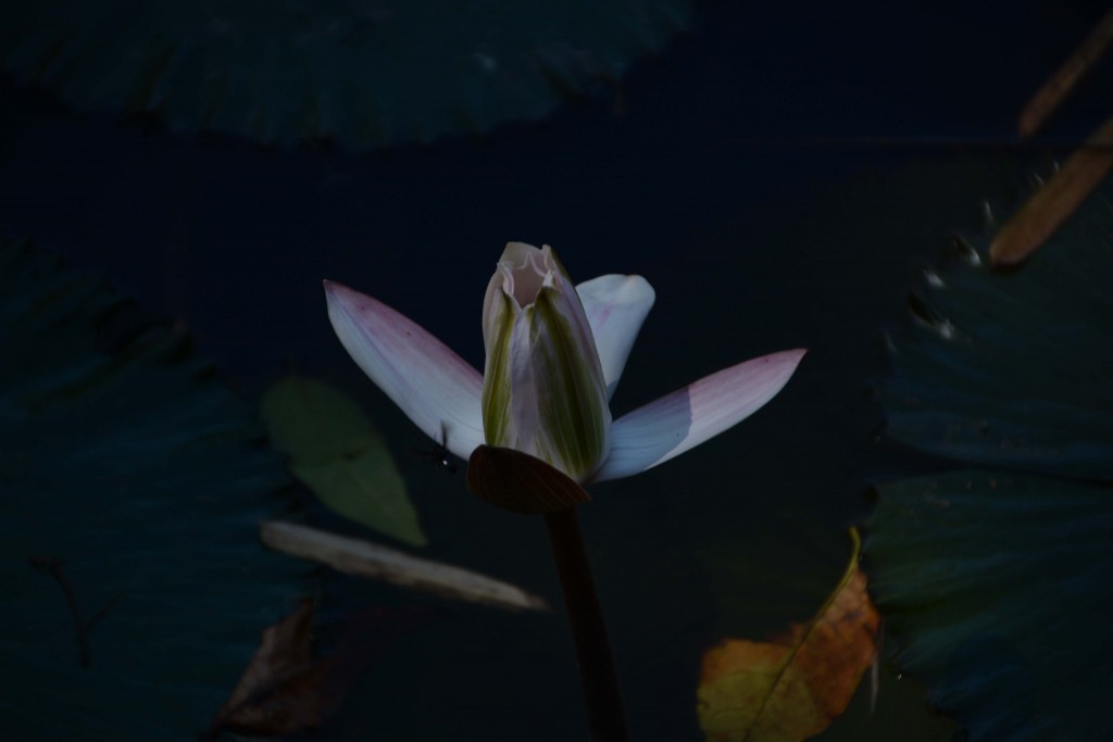 Foto de Alajuela, Costa Rica