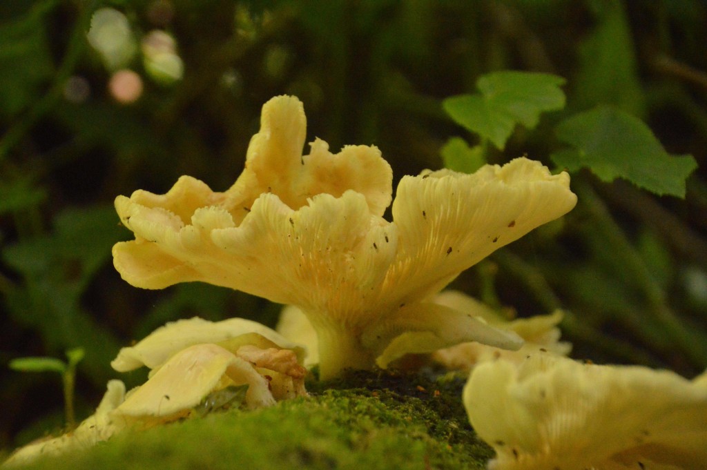 Foto de Alajuela, Costa Rica