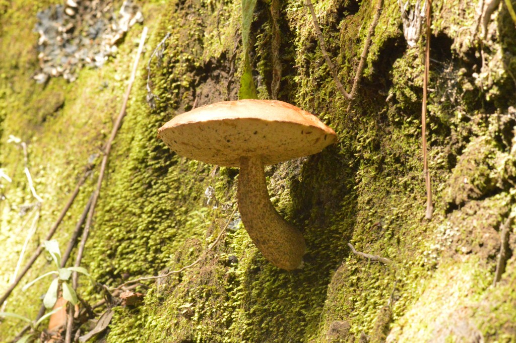 Foto de Alajuela, Costa Rica