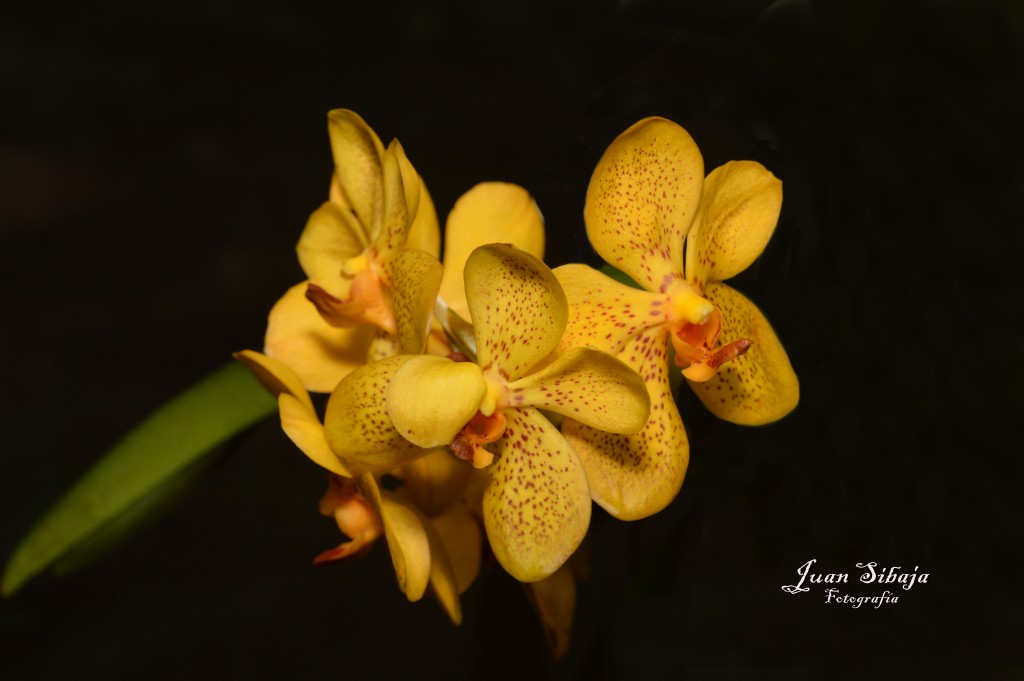 Foto de Alajuela, Costa Rica