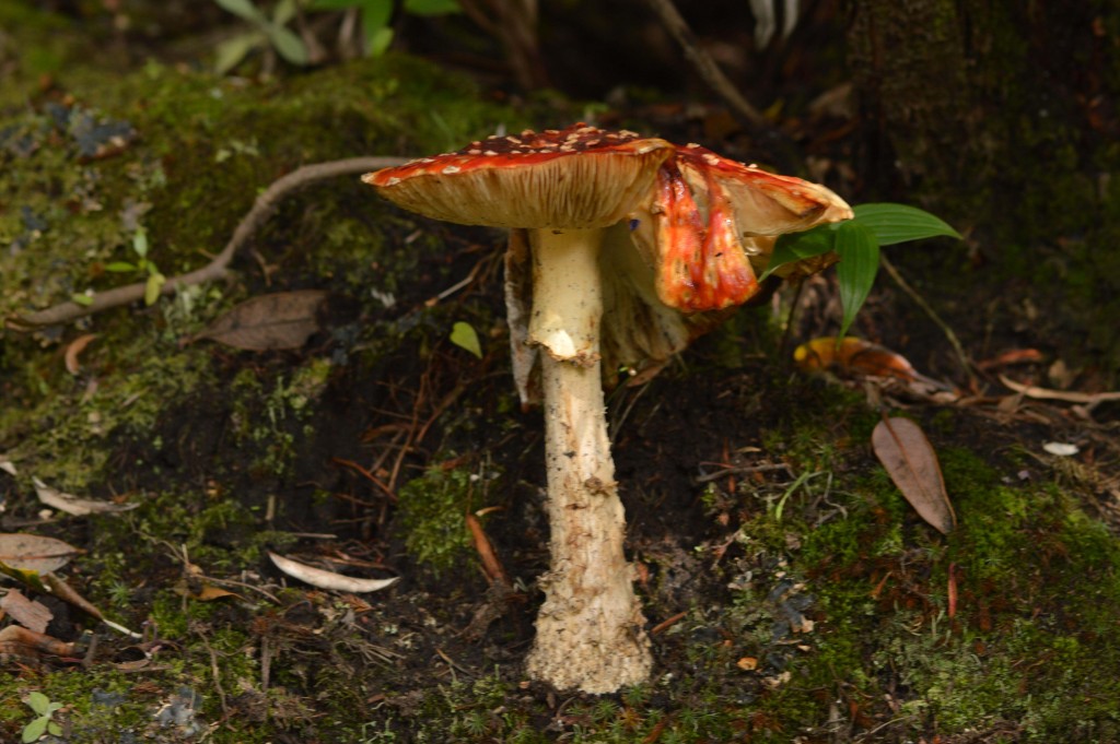 Foto de Alajuela, Costa Rica