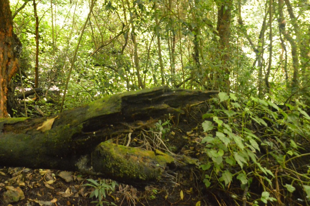 Foto de Alajuela, Costa Rica