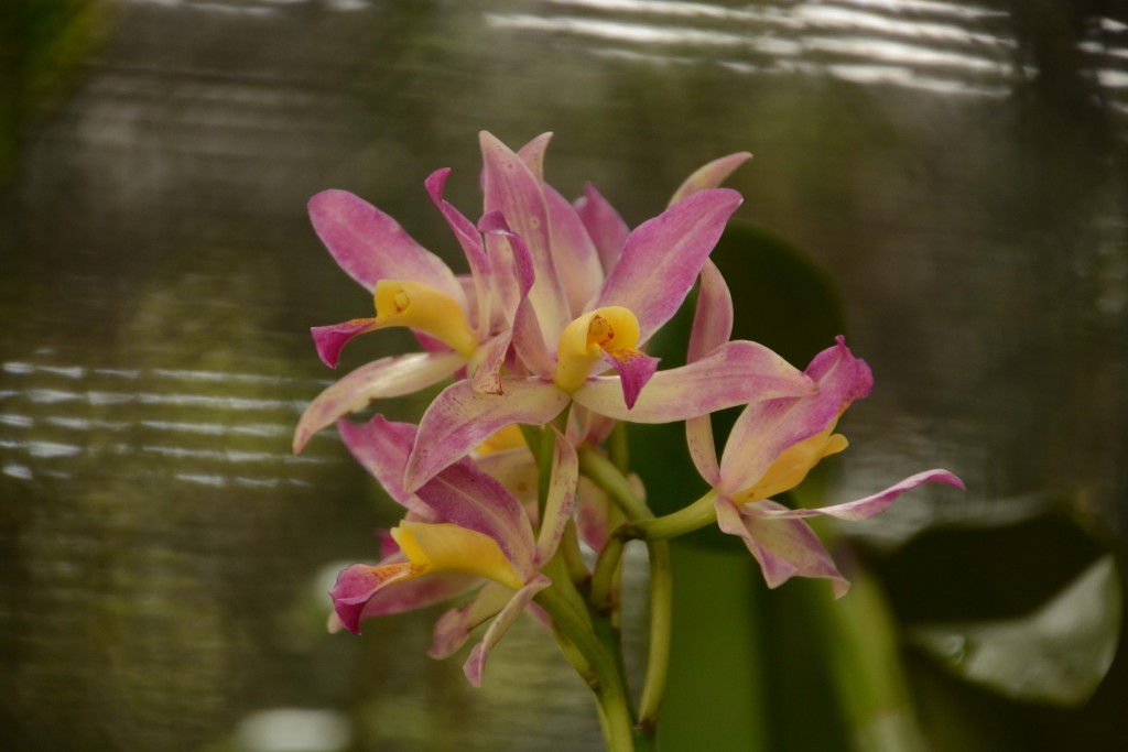 Foto de Alajuela, Costa Rica