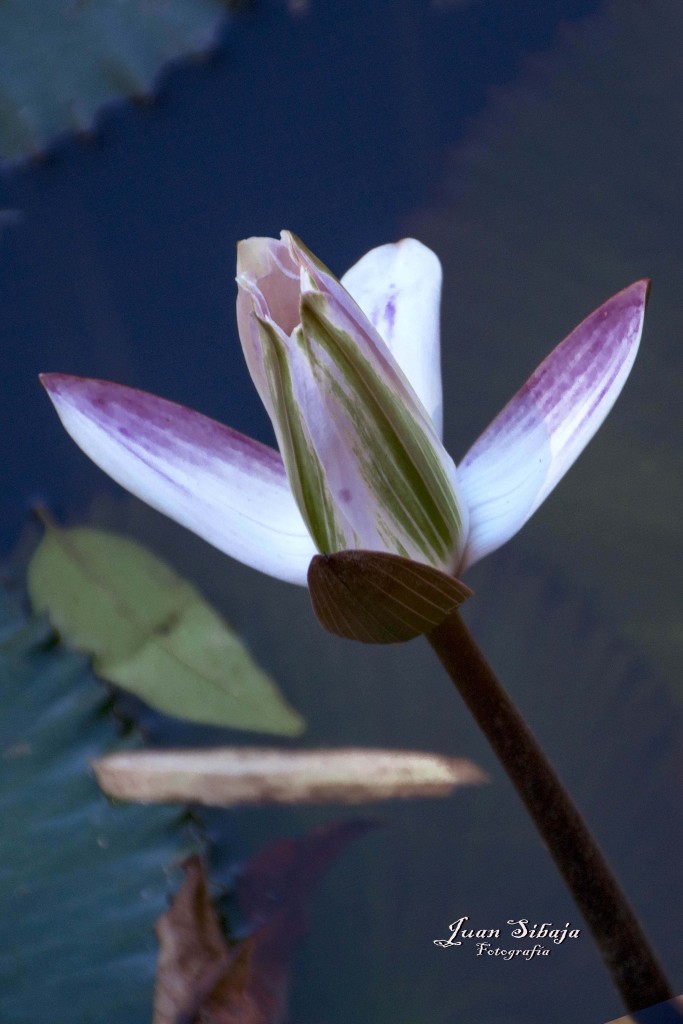 Foto de Alajuela, Costa Rica