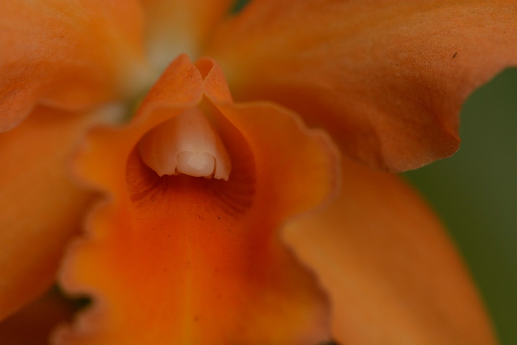 Foto de Alajuela, Costa Rica