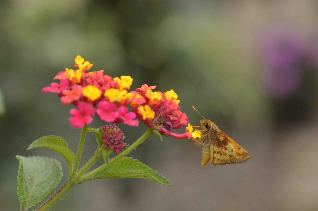 Foto de Alajuela, Costa Rica