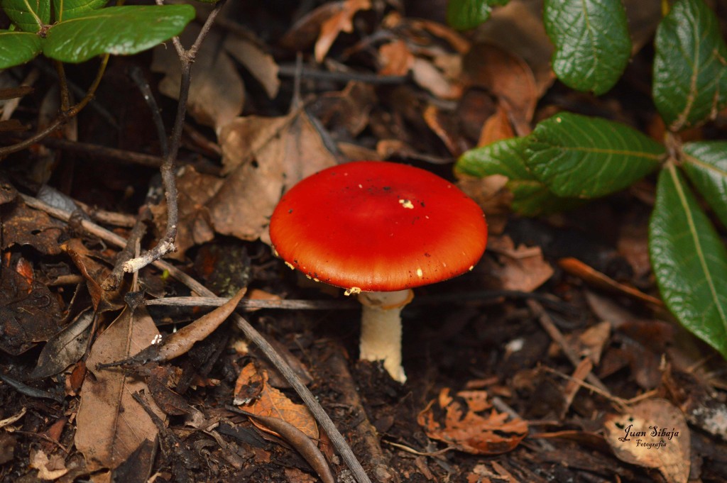 Foto de Alajuela, Costa Rica