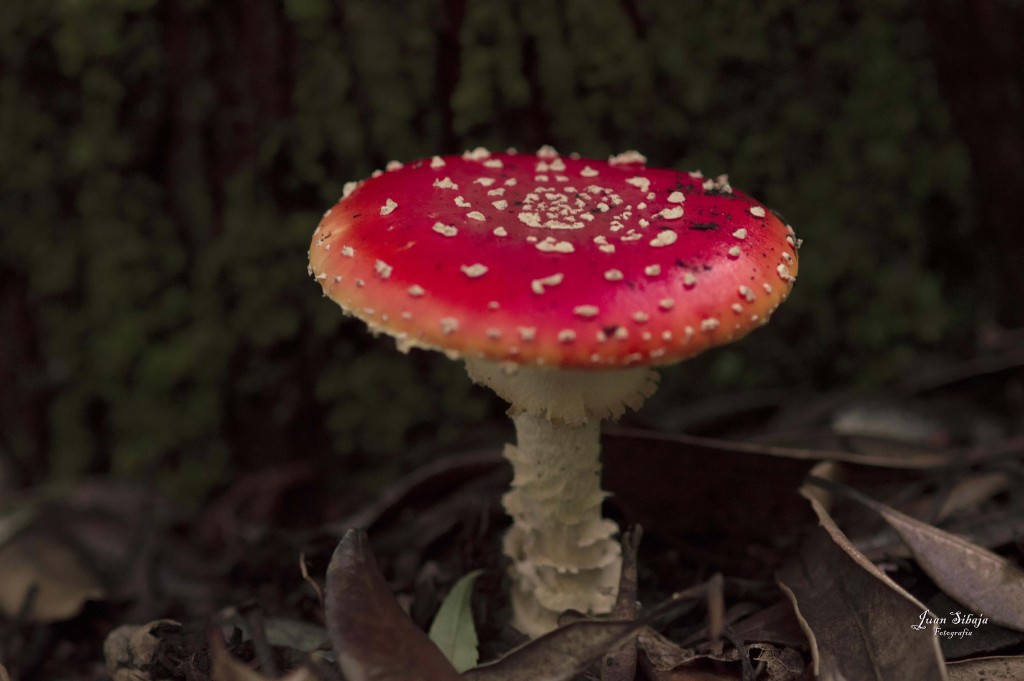 Foto de Alajuela, Costa Rica