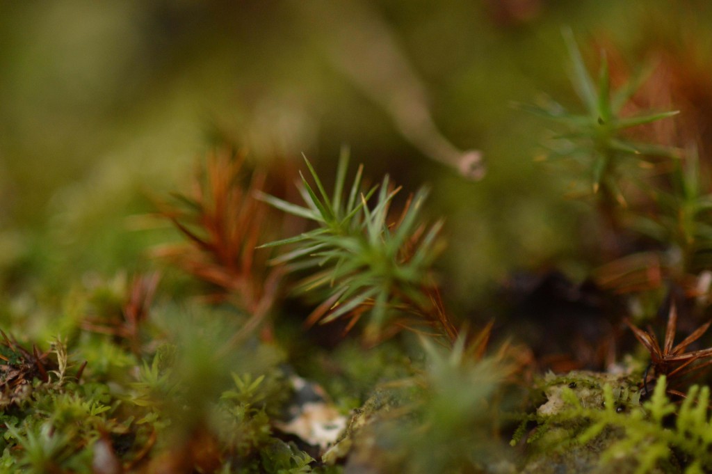 Foto de Alajuela, Costa Rica