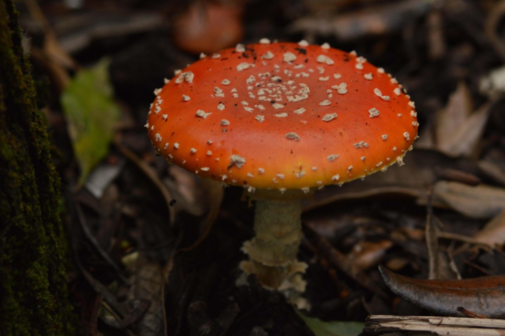 Foto de Alajuela, Costa Rica