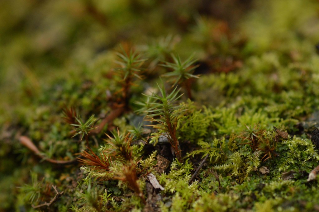Foto de Alajuela, Costa Rica