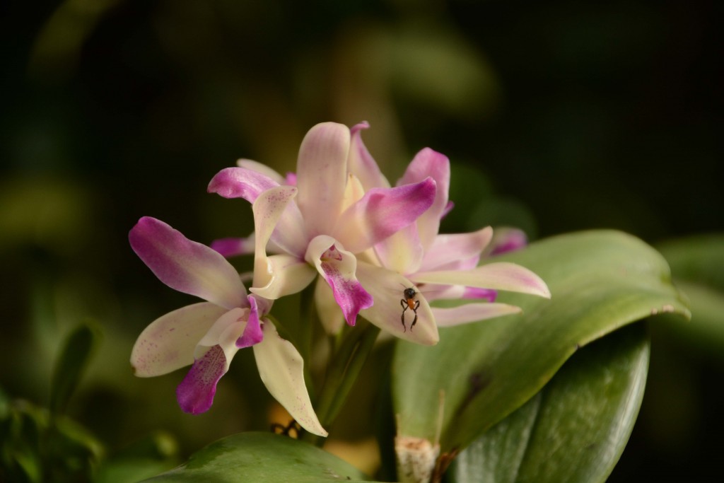 Foto de Alajuela, Costa Rica