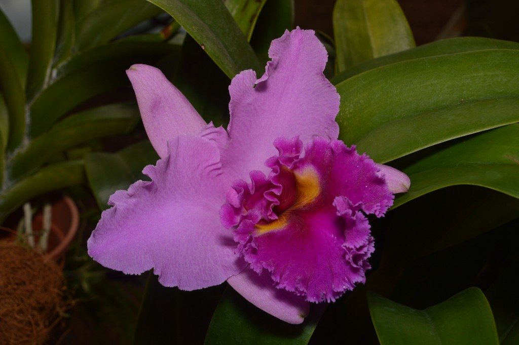 Foto de Alajuela, Costa Rica