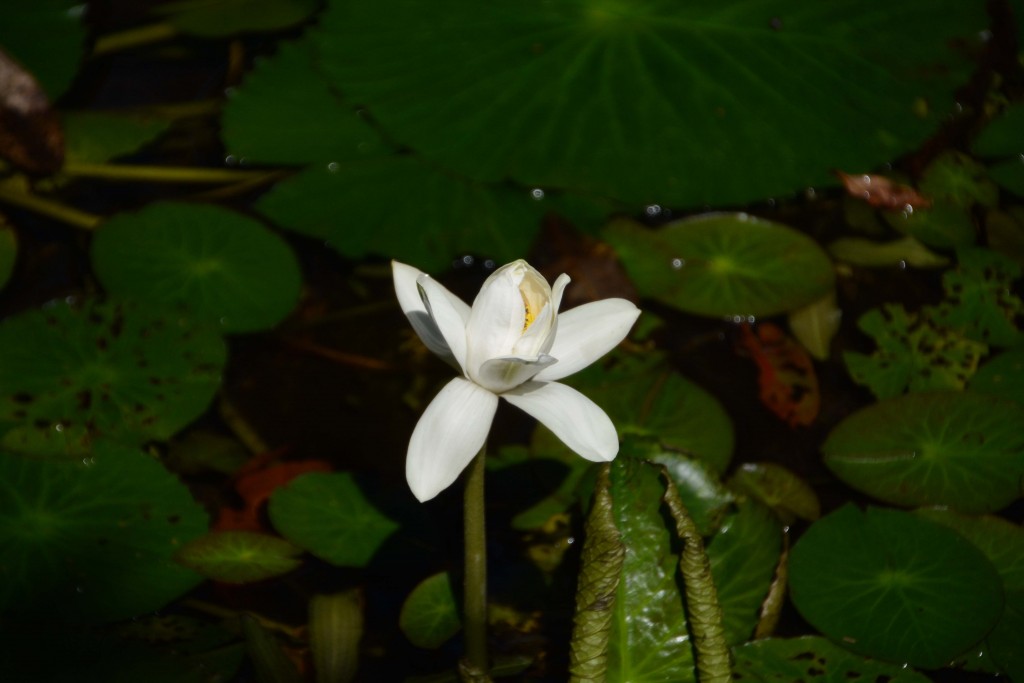 Foto de Alajuela, Costa Rica