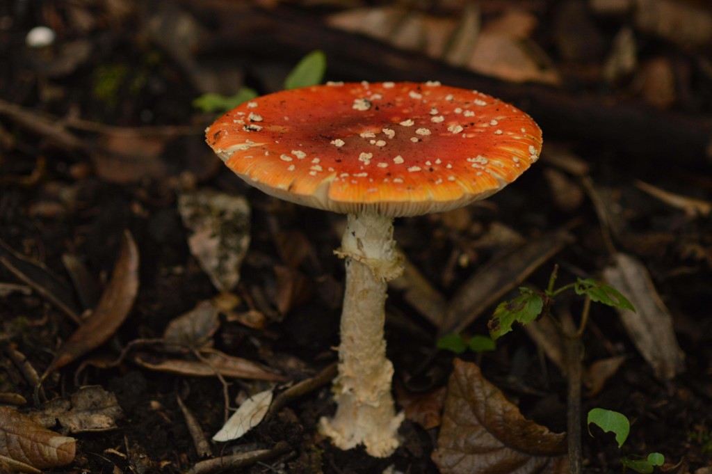 Foto de Alajuela, Costa Rica