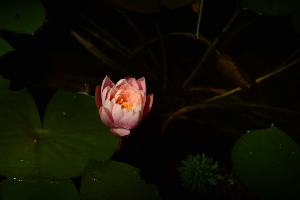 Foto de Alajuela, Costa Rica