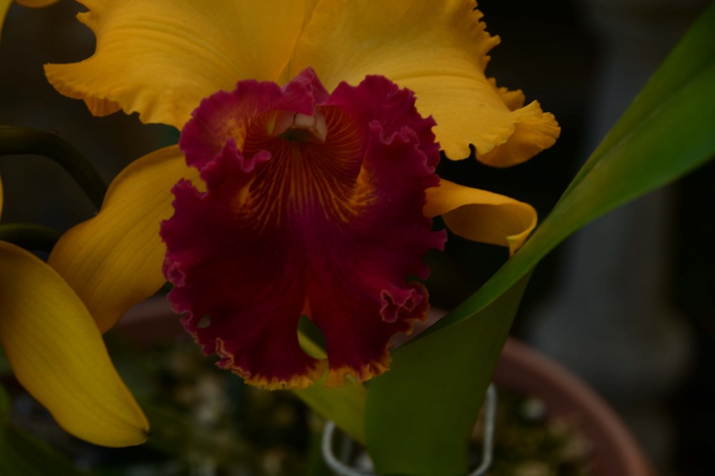 Foto de Alajuela, Costa Rica